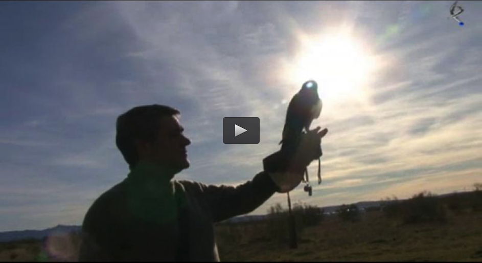 CAZANDO RUSOS EN EXTREMADURA, CETRERIA, HALCON Y HARRY, ENTRENAMIENTO CON REHALAS (26/05/13)
