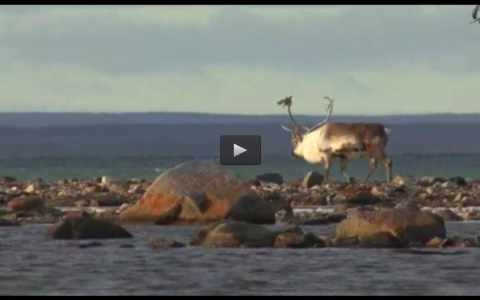 CAZANDO EN EL ARTICO, PREPARANDO FINCA PARA LA MONTERIA, DORMIDEROS DE TORCACES (03/02/13)