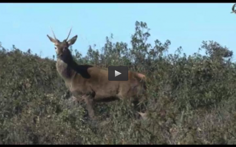 MONTERÍA EN LAS VILLUERCAS, CAZA DEL MACHO MONTÉS EN LA GARGANTA DE LOS INFIERNOS, REPRODUCCIÓN EN FINCAS DE CAZA (09/06/13)