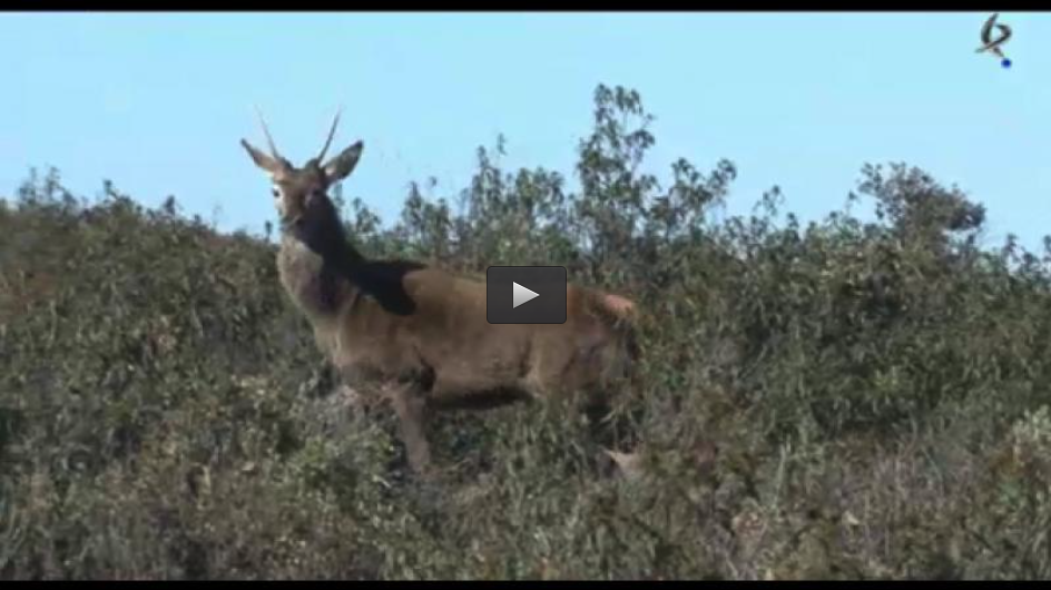 MONTERÍA EN LAS VILLUERCAS, CAZA DEL MACHO MONTÉS EN LA GARGANTA DE LOS INFIERNOS, REPRODUCCIÓN EN FINCAS DE CAZA (09/06/13)