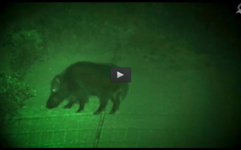 BATIDA EN TURQUIA, FAISANES Y PALOMAS EN EL BERCIAL, ESPERA DE JABALI AYUSO (16/06/13)