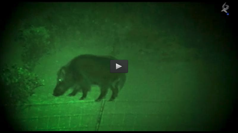 BATIDA EN TURQUIA, FAISANES Y PALOMAS EN EL BERCIAL, ESPERA DE JABALI AYUSO (16/06/13)