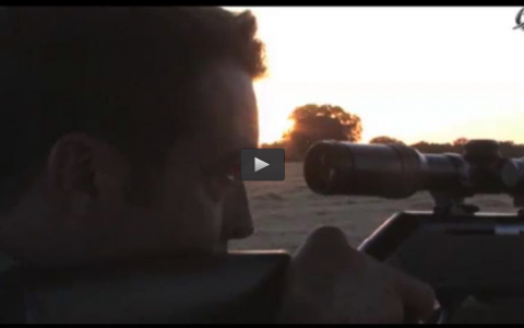 ESPERAS DE JABALIS EN VERANO, TORTOLAS EN LA MEDIA VEDA, FECIEX LA FERIA DE CAZA EXTREMEÑA (15/09/13)