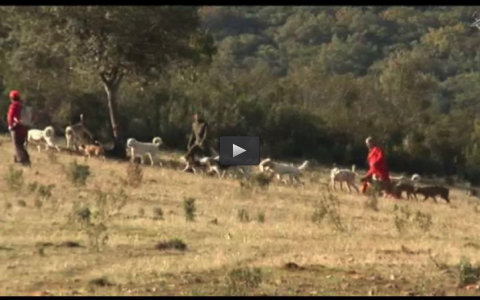 MONTERÍA EN MADAVIEJA Y CAZA DE CONEJOS AL SALTO ENTRE AMIGOS (17/02/13)