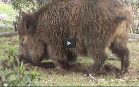 MONTEANDO CON VEGAS DEL SEVER, LA PERDIZ CON RECLAMO Y EL JABALÍ EN FEBRERO (24/02/13)