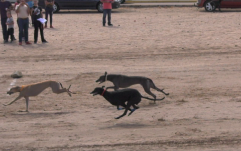 FECIEX 2017, PATOS EN LA MEDIA VEDA (01/10/17)