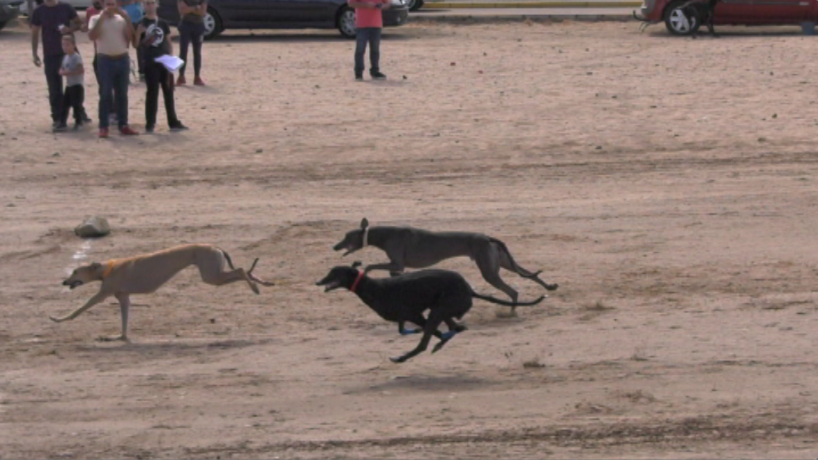 FECIEX 2017, PATOS EN LA MEDIA VEDA (01/10/17)