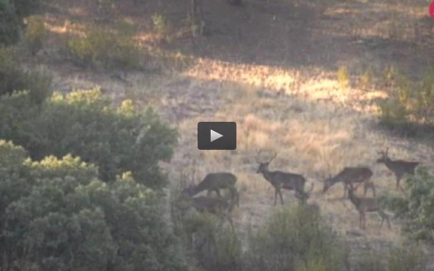 CAZA Y GESTIÓN EN FINCA DE MONTERÍA, TÓRTOLAS EN MARRUECOS (08/10/17)