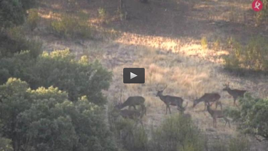 CAZA Y GESTIÓN EN FINCA DE MONTERÍA, TÓRTOLAS EN MARRUECOS (08/10/17)