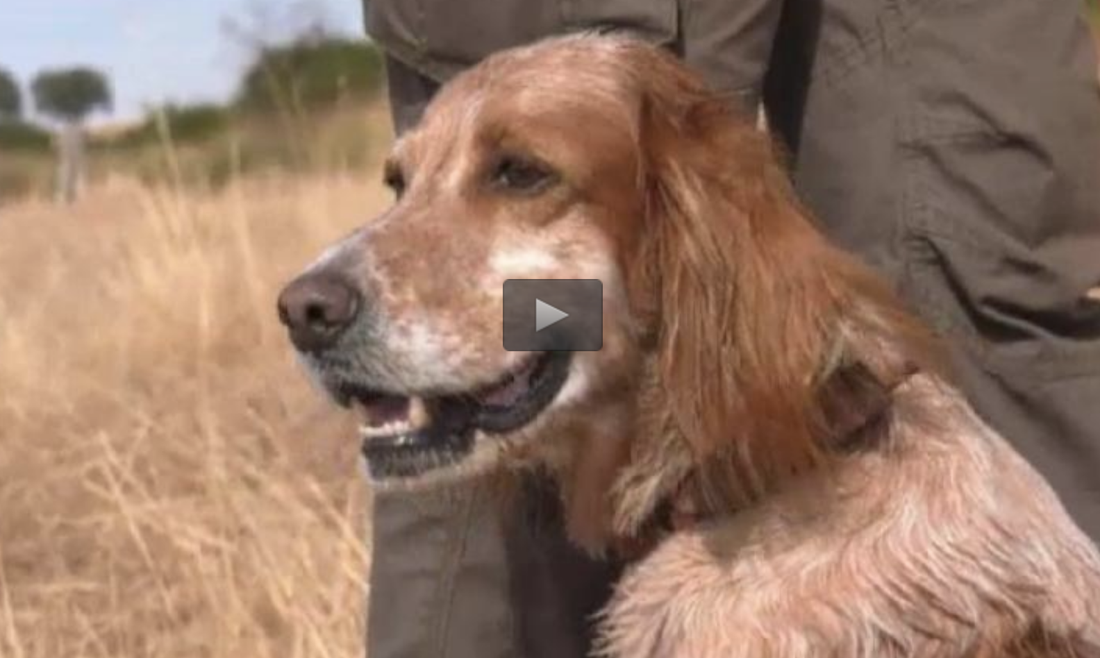 II PREMIO ESPIGAS SAN HUBERTO, ESPERAS DE JABALÍ BAJO LA LUNA LLENA (22/10/17)