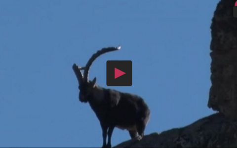 CAZANDO CON ARCO Y RIFLE EN GREDOS ,PERROS TRAS LAS PERDICES EN MATALLANA (12/11/2017)