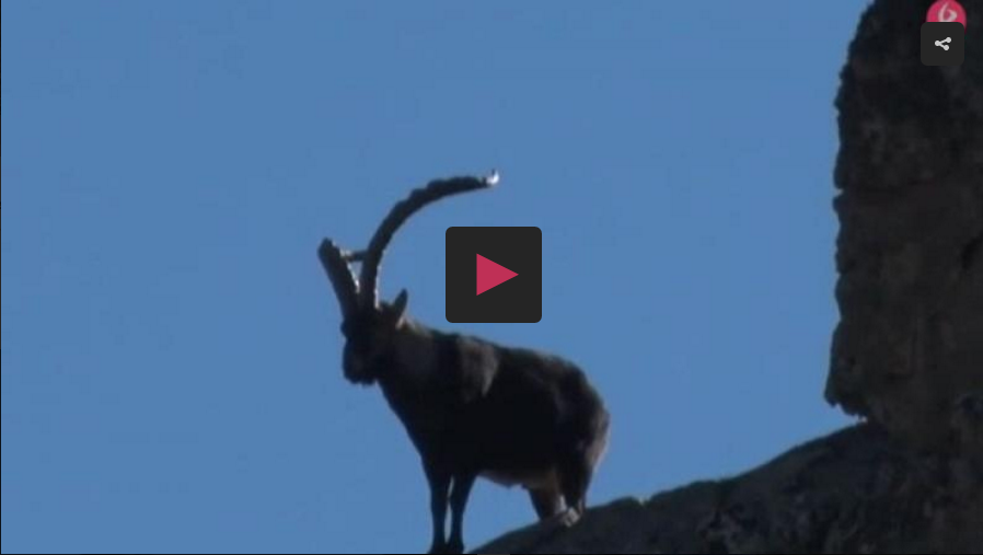 CAZANDO CON ARCO Y RIFLE EN GREDOS ,PERROS TRAS LAS PERDICES EN MATALLANA (12/11/2017)