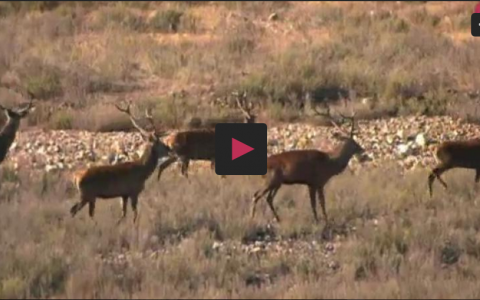 MONTERÍA DE GRANDES VENADOS, CAZA AL SALTO EN PASCUALETE