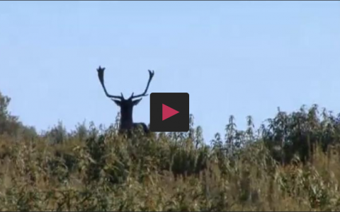 GALGOS CON VILLANOVENSES, MONTEANDO GAMOS EN EL ARCO