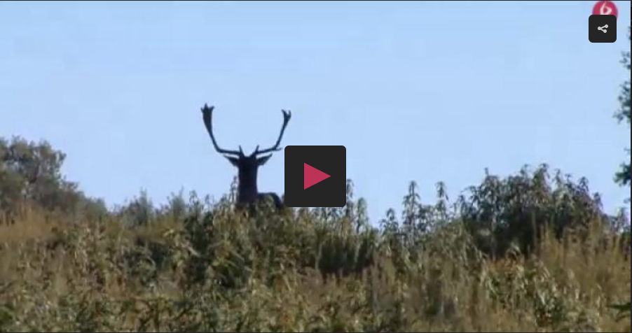 GALGOS CON VILLANOVENSES, MONTEANDO GAMOS EN EL ARCO