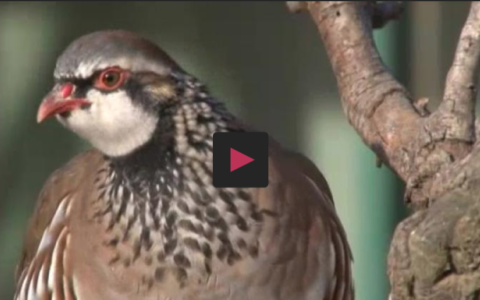 XLIX CAMPEONATO DE ESPAÑA DE CAZA MENOR CON PERRO - RETO DE CAZA A LA CABRA MONTES