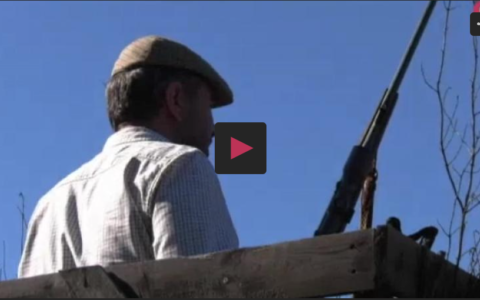 MONTERÍA TRAS JABALÍES, VENADOS Y MUFLONES. DOS MAESTROS CUQUILLEROS EN PUESTO.