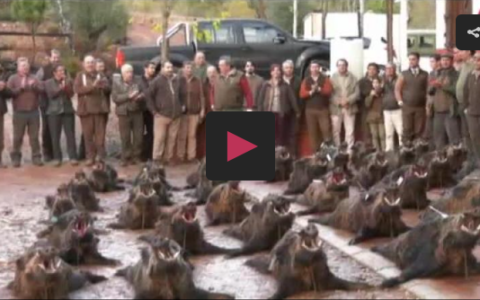 MONTEANDO EN EL CORTIJO ANTONIO -  TIRADA DE ZORZALES EN LOS FRUTALES (PROGRAMA 187)
