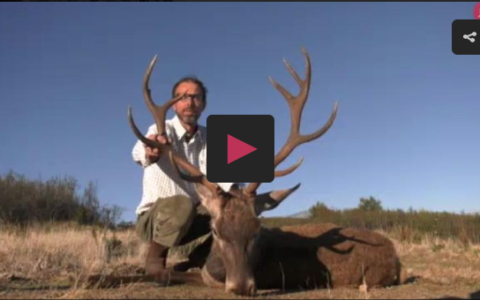 Montería en Cuaternos - cazando zorros con el Legionario