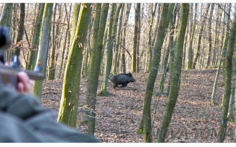 TRAS LOS GRANDES JABALÍES HÚNGAROS - PERDIZ CON RECLAMO