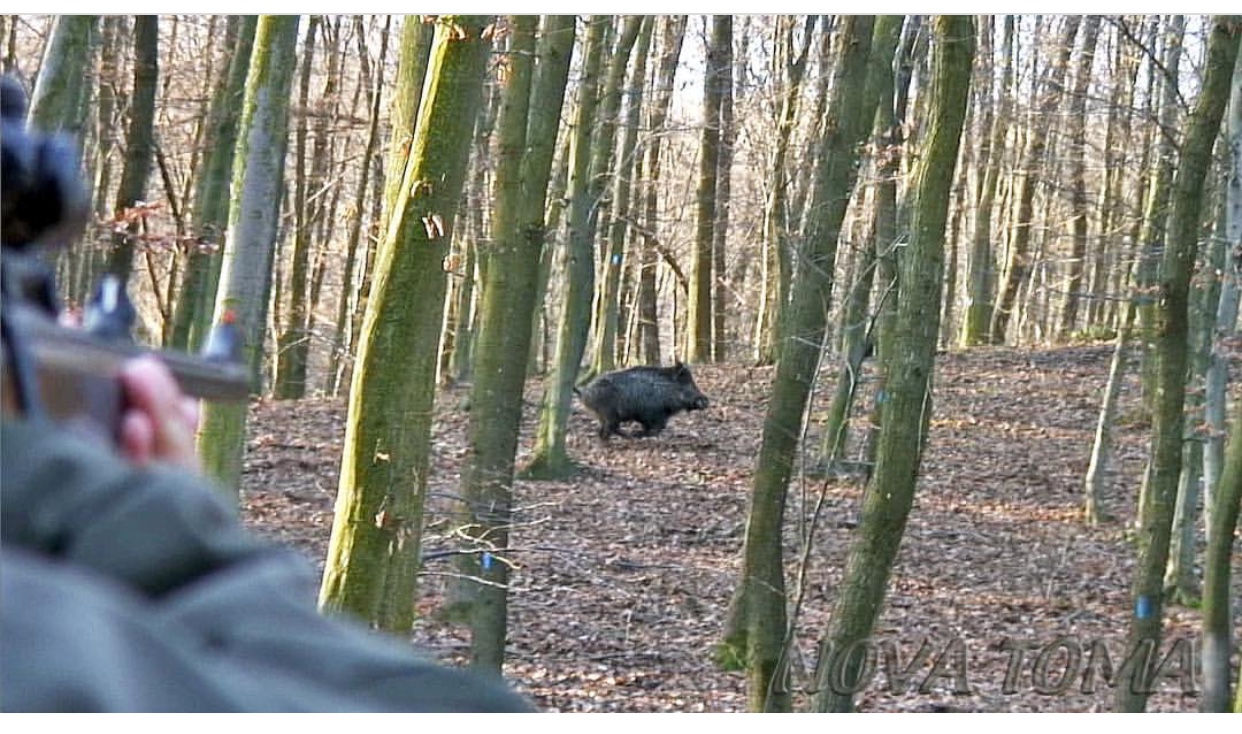 TRAS LOS GRANDES JABALÍES HÚNGAROS - PERDIZ CON RECLAMO