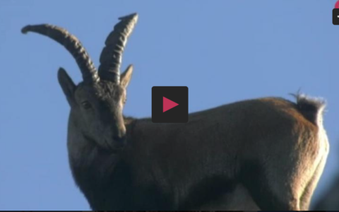 TRAS EL IBEX DE GREDOS EN CELO - OJEO DE PERDIZ EN SANTA MARTA