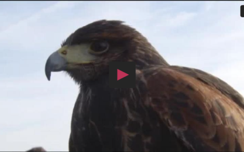 Montería en la dehesa las Cumbres - III Campeonato Extremadura de Bajo Vuelo