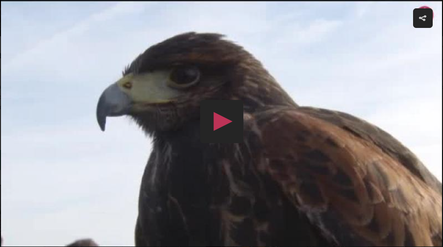 Montería en la dehesa las Cumbres - III Campeonato Extremadura de Bajo Vuelo