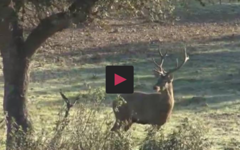Rifles y munición en monterías -  En mano a la menor