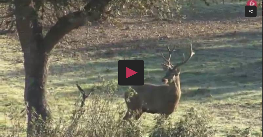 Rifles y munición en monterías -  En mano a la menor
