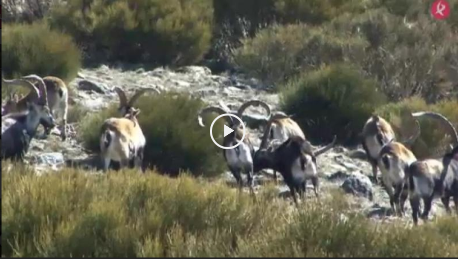 Cinegética 2018 -  Tras el zorro en las madrigueras (18/03/18)