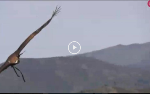 Montería en Parapuños -  Cazando con el Águila Real (08/04/18)