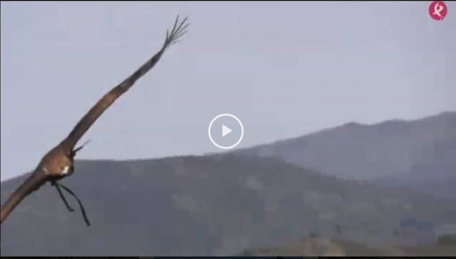 Montería en Parapuños -  Cazando con el Águila Real (08/04/18)