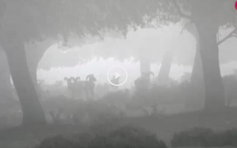 Rececho de muflón tras la niebla - Galgos y liebres en Torre Alta (15/04/18)