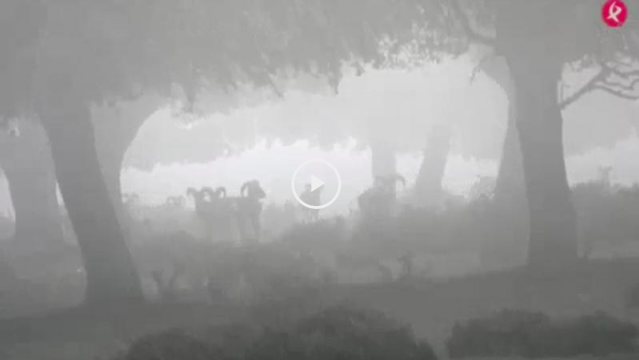 Rececho de muflón tras la niebla - Galgos y liebres en Torre Alta (15/04/18)