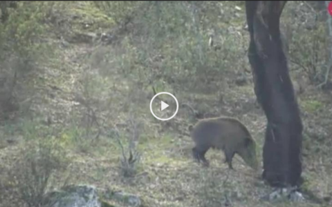 Monteando a orillas del Tajo - X Quedada Palomera de Cazadores de Paloma Torcaz (13/05/18)