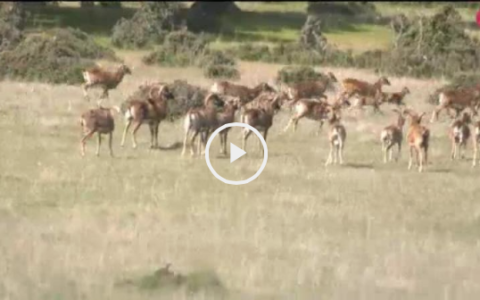 Campeones tras las perdices en los Riberos del Tajo - Recechando el primer muflón. (20/05/18)