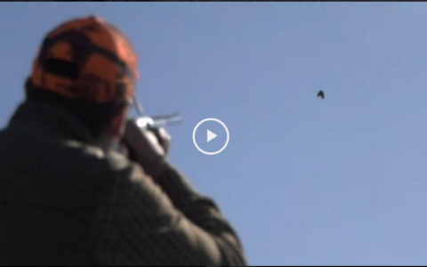 Monteando en los collados. Tirada de perdices y faisanes desde el cerro (27/05/18)