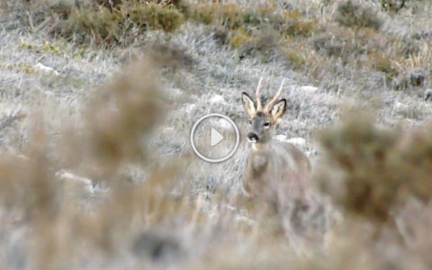 Empieza la temporada corcera. Entreno de San Huberto (06/05/18)