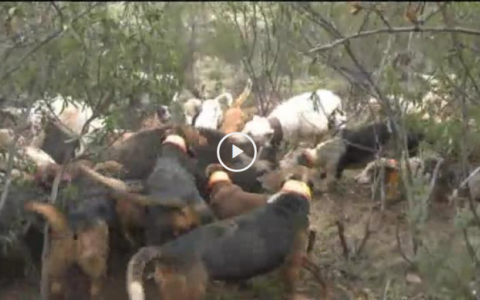 Tras el jabalí en la Raya portuguesa. Recechando la cabra montés de Beceite. (24/06/18)