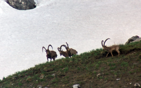 El gran Ibex en Kirguistán, extremeños tras el corzo gallego (03/06/18)
