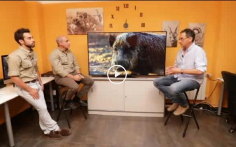 ANÁLISIS DEL JABALÍ EN MONTERÍA - CAZA Y SENTIMIENTOS (14/10/18)