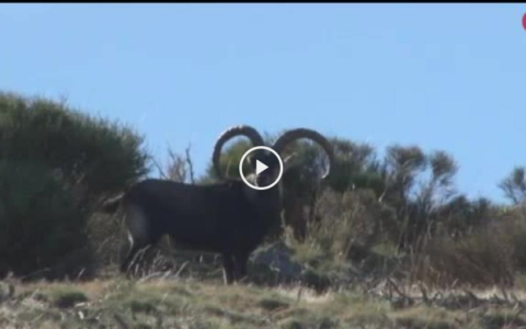 III PREMIO ESPIGA SAN HUBERTO - TENSIÓN EN EL RECECHO DE CABRA MONTÉS (21/10/18)