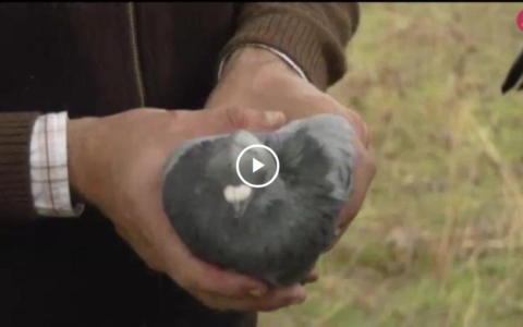 PUESTOS MONTEROS: LOS CORTADEROS - CAZANDO LAS MIGRATORIAS: LA ZURITA