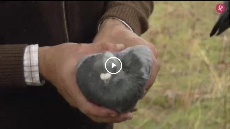 PUESTOS MONTEROS: LOS CORTADEROS - CAZANDO LAS MIGRATORIAS: LA ZURITA