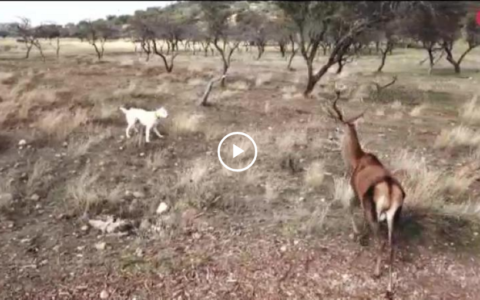 MONTERIA CON PELILLO EN LA ZARZUELA - AL SALTO EN LOS RIBEROS DE MAGASCA (16/12/18)