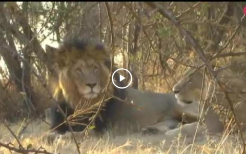 CAZA Y CONSERVACIÓN EN ÁFRICA - A ZORZALES EN LOS OLIVOS DE TALAVÁN (20/01/19)