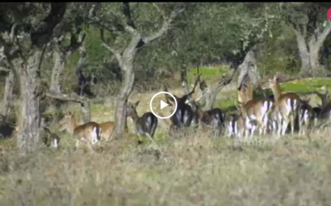 MONTEANDO LAS RESES EN LA ROPERA - A LA MENOR CON FEDEXCAZA (26/01/19)
