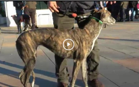 MONTERIA SOCIAL EN HIGUERA DE VARGAS - GALGOS Y LIEBRES BAJO LA SIERRA DE LA MOSCA (03/02/19)