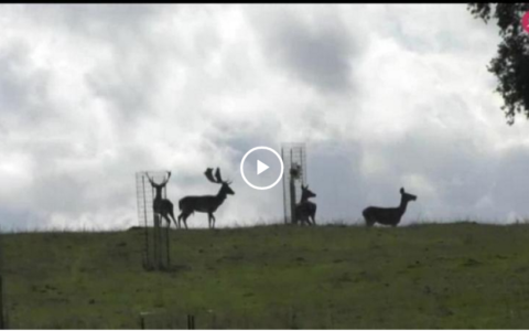 MONTEANDO LOS VENADOS DE CAMPO ARAÑUELO - V CAMPEONATO DE EXTREMADURA DE ALTANERÍA (10/02/19)